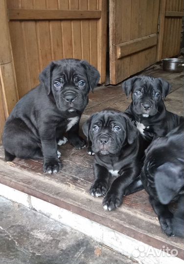 Щенки Кане Корсо