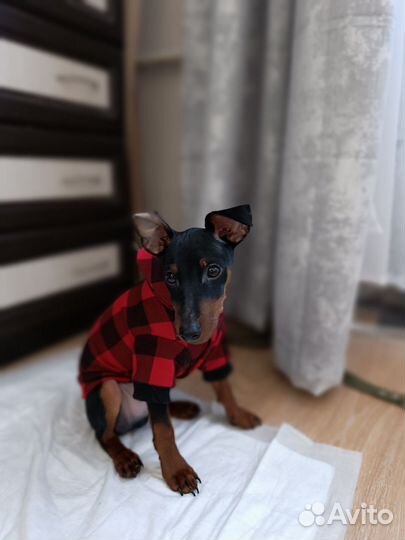 Одежда для собак