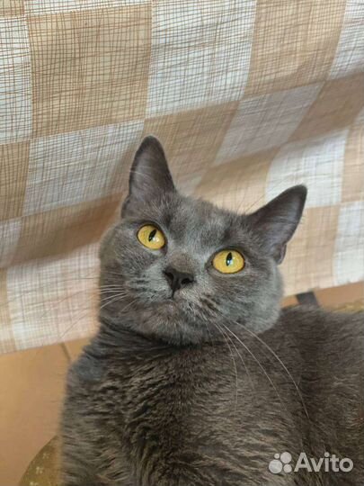 Кошечка ищет дом