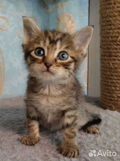 Котята, девочки