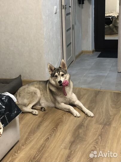 Модель для фотосессии