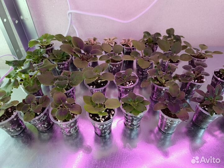 Детки сортовых фиалок