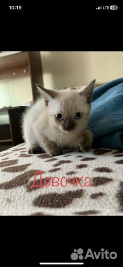 Шотландская