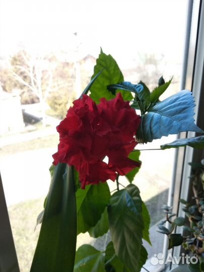 Гибискус китайская роза