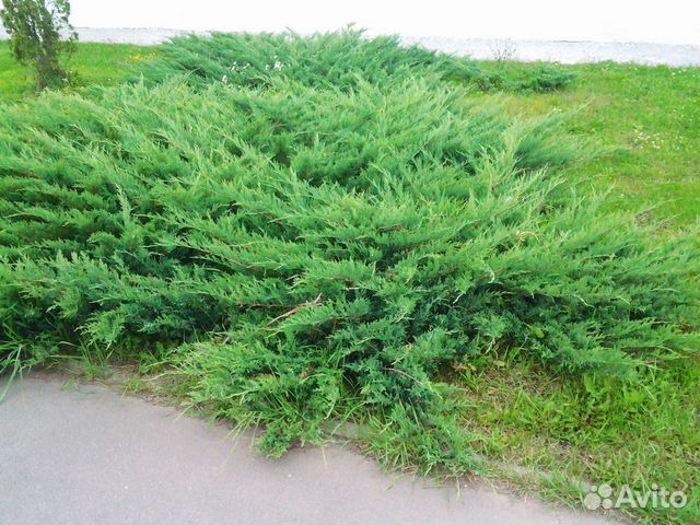 Хвойные растения