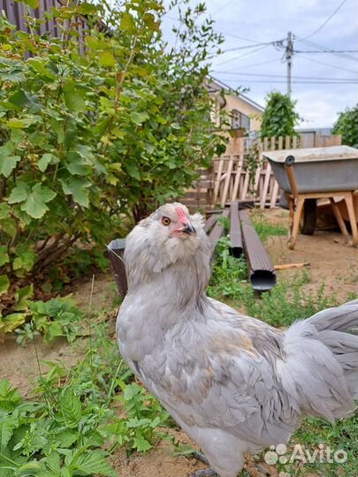 Петухи Амераукана