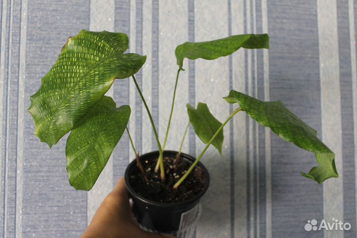 Калатея Нетворк (мозаичная)