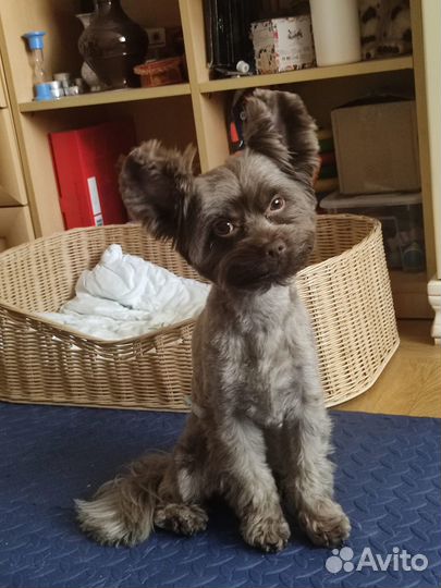 Передержка домашних животных