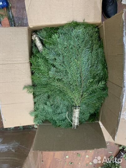 Веники пихтовые для здоровья,коробкой