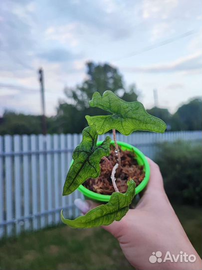 Сингониум,монстера, филодендрон, алоказия Жаклин