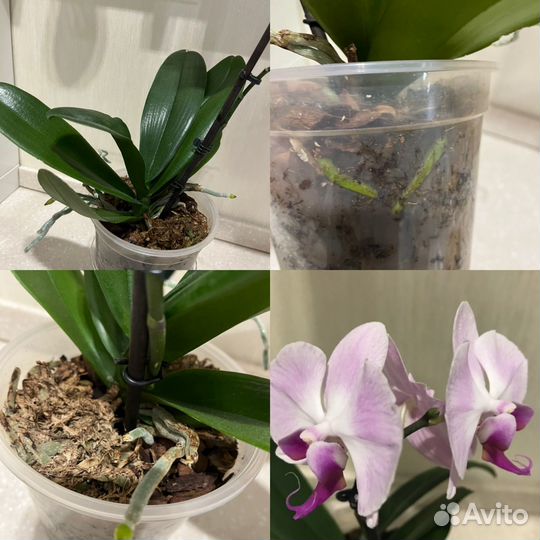 Орхидея фаленопсис Сакраменто