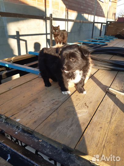 Щенок в добрые руки мальчик