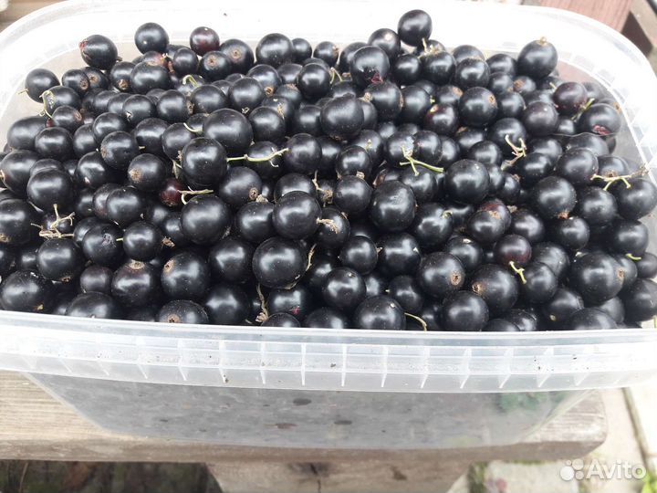 Черная смородина, крыжовник