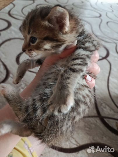 Котята в добрые руки 1 месяц