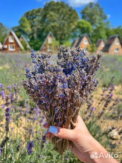 Продам лаванду