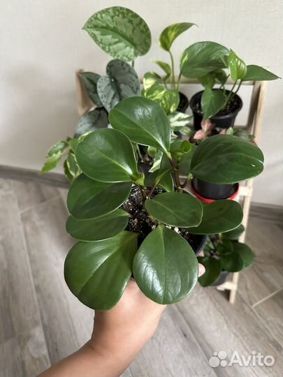 Комнатные растения цветы