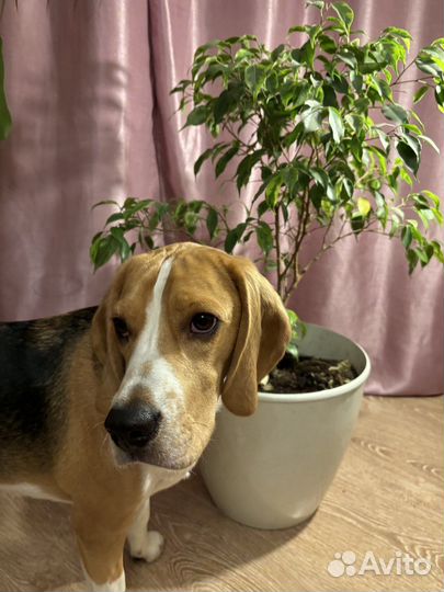 Фикус бенджамина 70 см