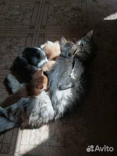 Котята в добрые руки даром