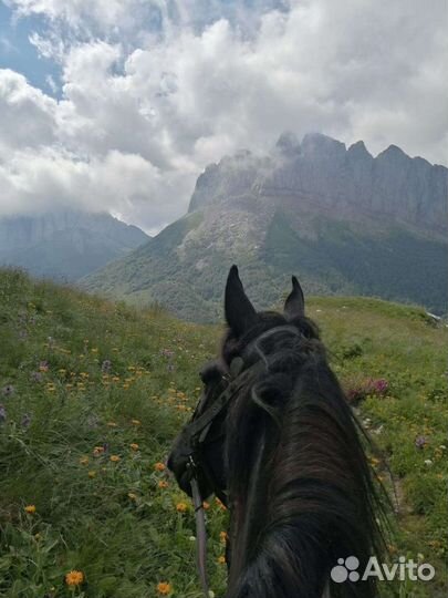 Заброска в горы Аренда лашадей, конные прогулки