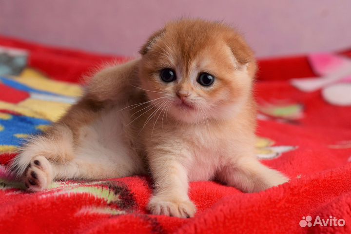 Шотландские котята золотые шиншиллы ny12 ny11