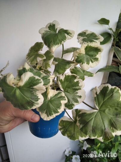 Фикусы, пеларгония, крассула, бакопа и др