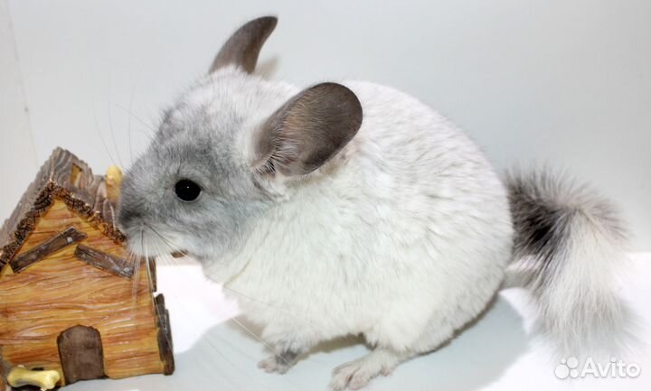 Шиншилла Белый мозаичный девочка
