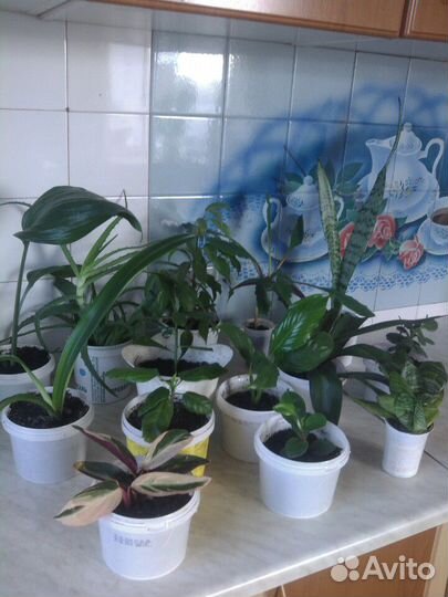 Саженцы цветов