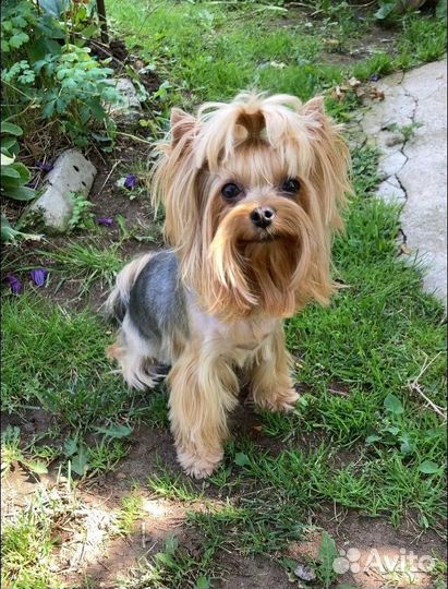 Йоркширский терьер