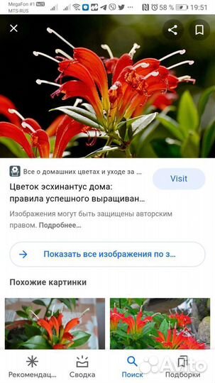 Саженцы цветка эсхинантус