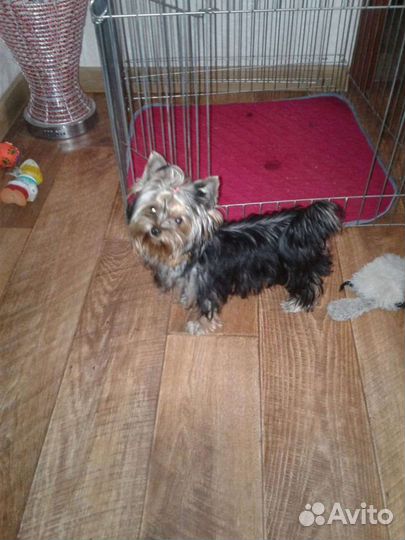 Вольер для животных