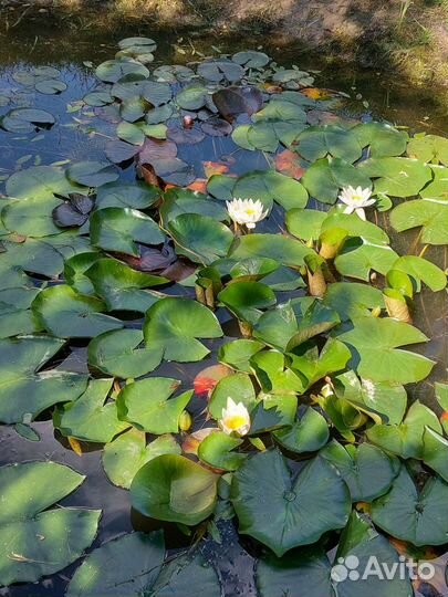 Водяная лилия