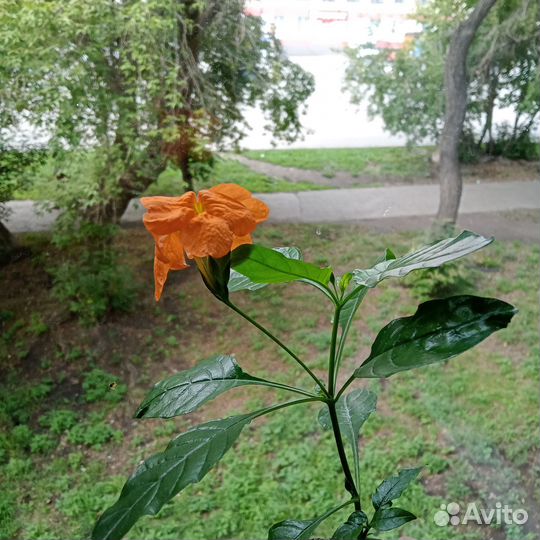 Крассандра