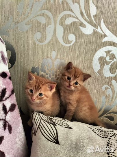 Отдам котят в добрые руки