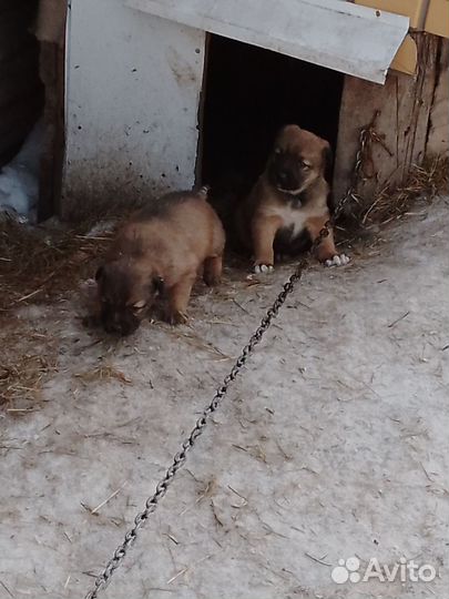 Отдам щенят в добрые руки породистые остался один