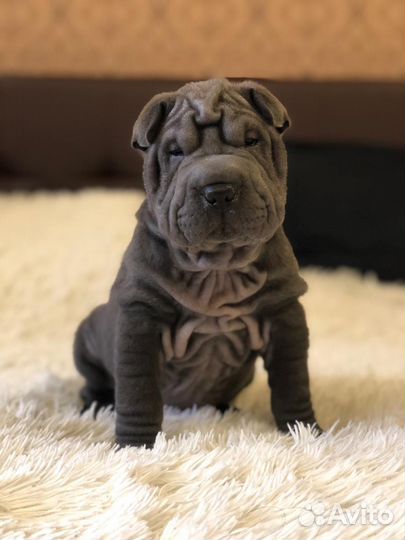 Щенки Шарпея