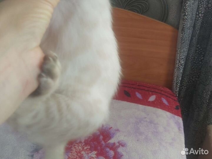 Бенгальские котята