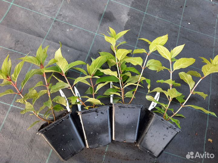 Гортензия метельчатая