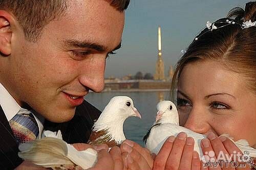 Голуби на свадьбу (венчание)