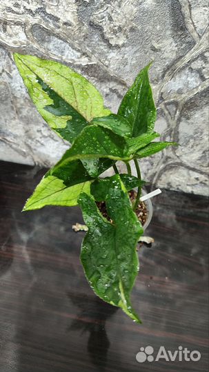 Сингониумы сортовые