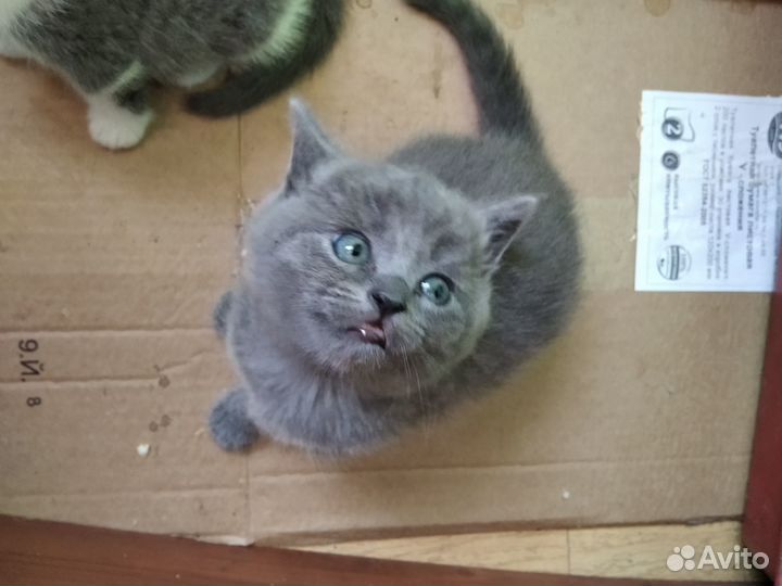 Шотландские котята, девочки