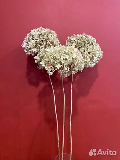 Сухоцвет.Гортензия древовидная 