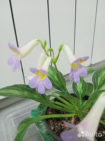 Хириты, традесканция