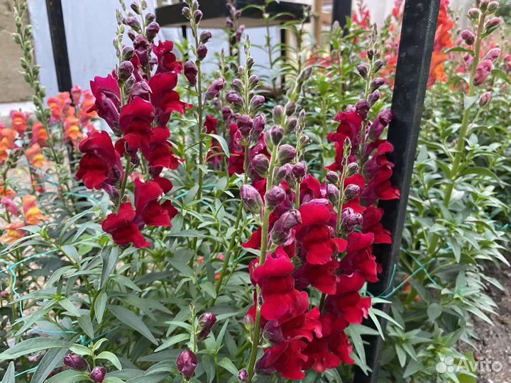 Цветы на срезку / для букетов, композиций