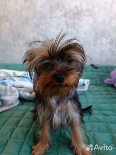 Йоркширский терьер мини щенок