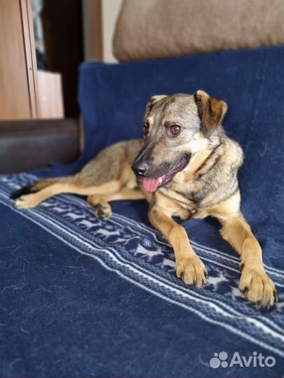 Лукас молодой пес, но участь приютская клетка