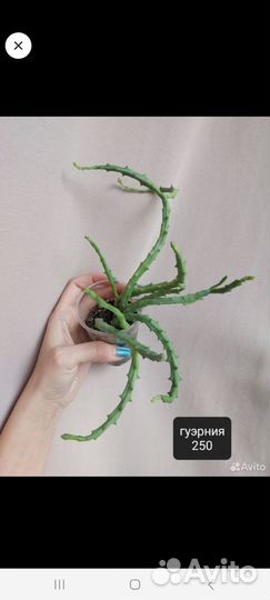 Комнатные растения