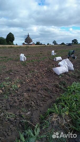 Продам картофель с доставкой