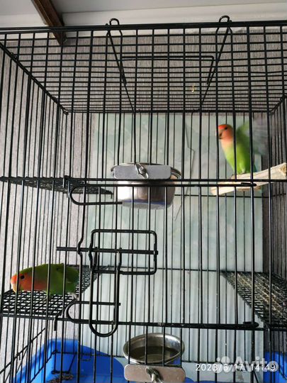 Попугаи неразлучники