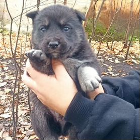 Щенки погибают на улице одни Помогите спасти