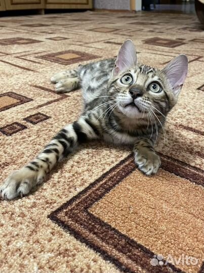 Передержка для ваших питомцев